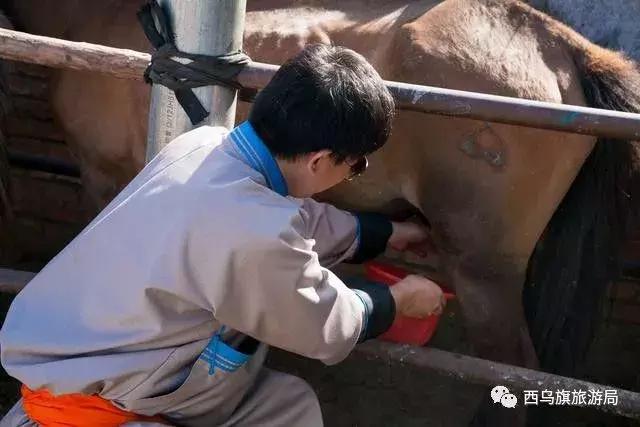 去了内蒙为什么敬酒三杯，哈达怎么接，马奶也是良药？