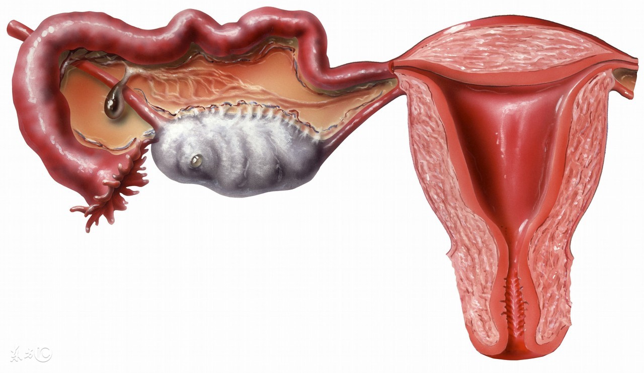 女人备孕却怀不上很可能是这个部位出了大问题