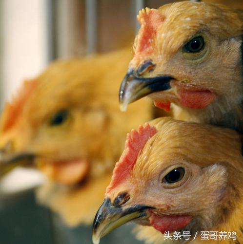 鸡100天产蛋,鸡产蛋期驱虫掉蛋