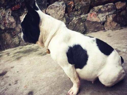 狗狗初期怎么判断怀没怀孕摸哪里,怎样判断狗狗是怀孕还是腹水