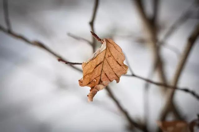 最后一片叶子是短篇小说吗,小说最后一片叶子原文