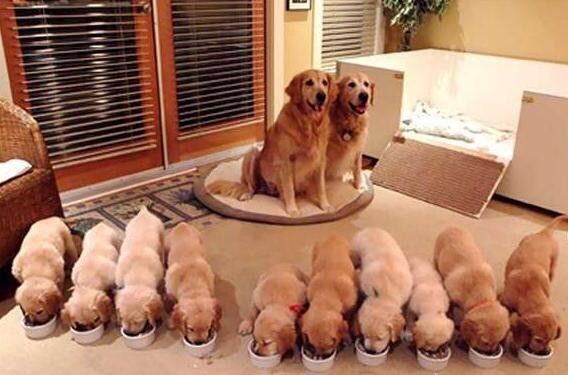 狗狗初期怎么判断怀没怀孕摸哪里,怎样判断狗狗是怀孕还是腹水