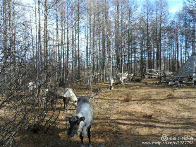 旅游、度假、休闲娱乐为一体的内蒙古根河市敖鲁古雅旅游度假村
