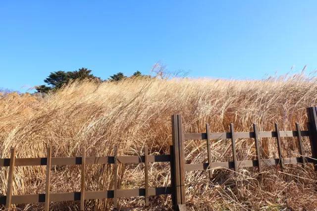 出川记,出川旅行记音乐