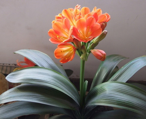 君子兰叶子边发黄的10种解决方法,君子兰暗淡无光怎么办