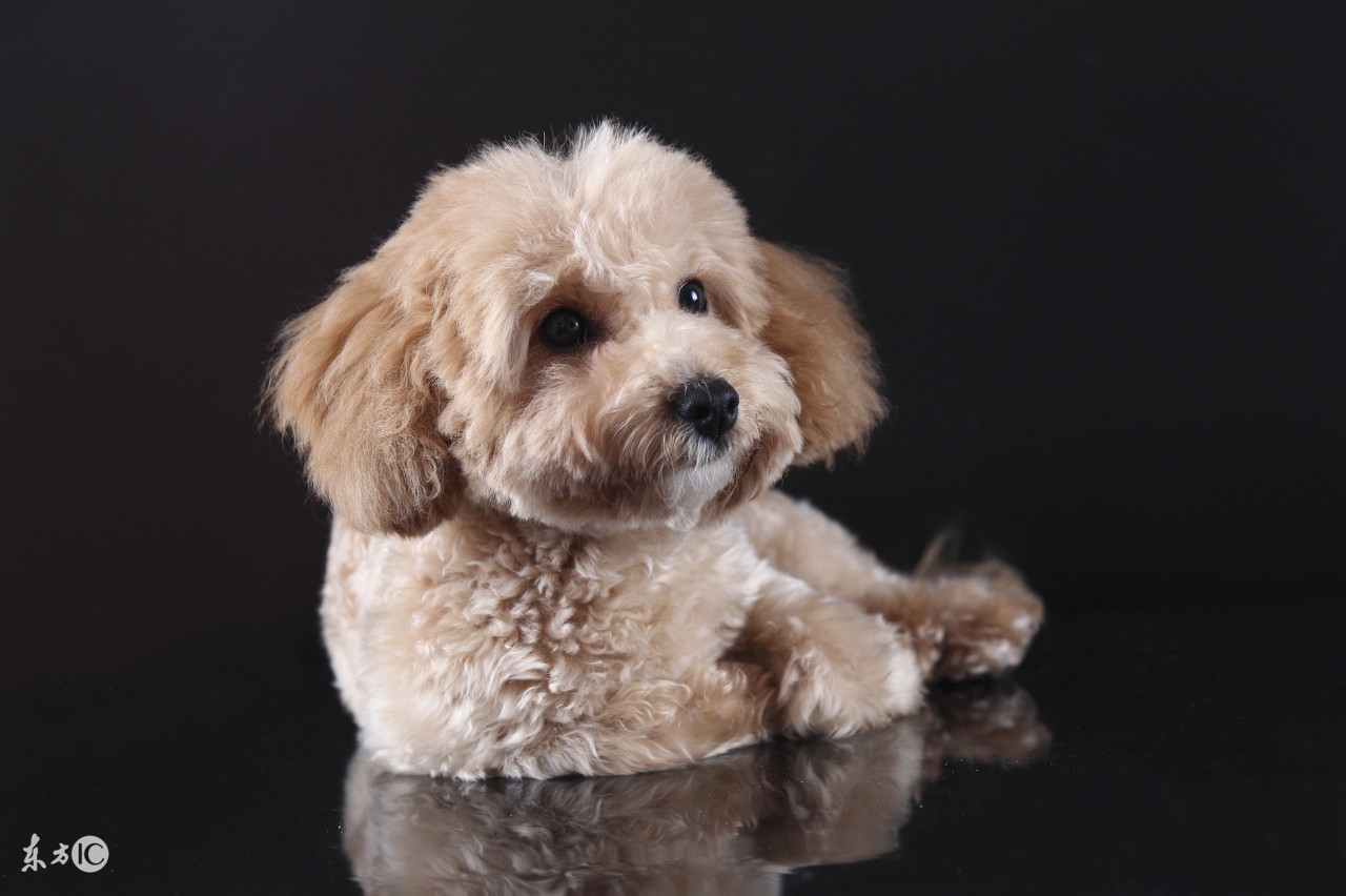 泰迪狗消化不好给它吃什么好,泰迪狗狗消化不好怎么调理