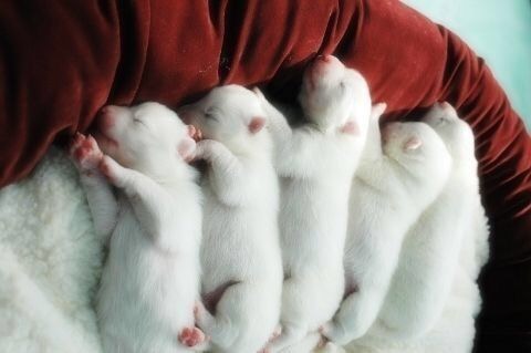 狗狗初期怎么判断怀没怀孕摸哪里,怎样判断狗狗是怀孕还是腹水