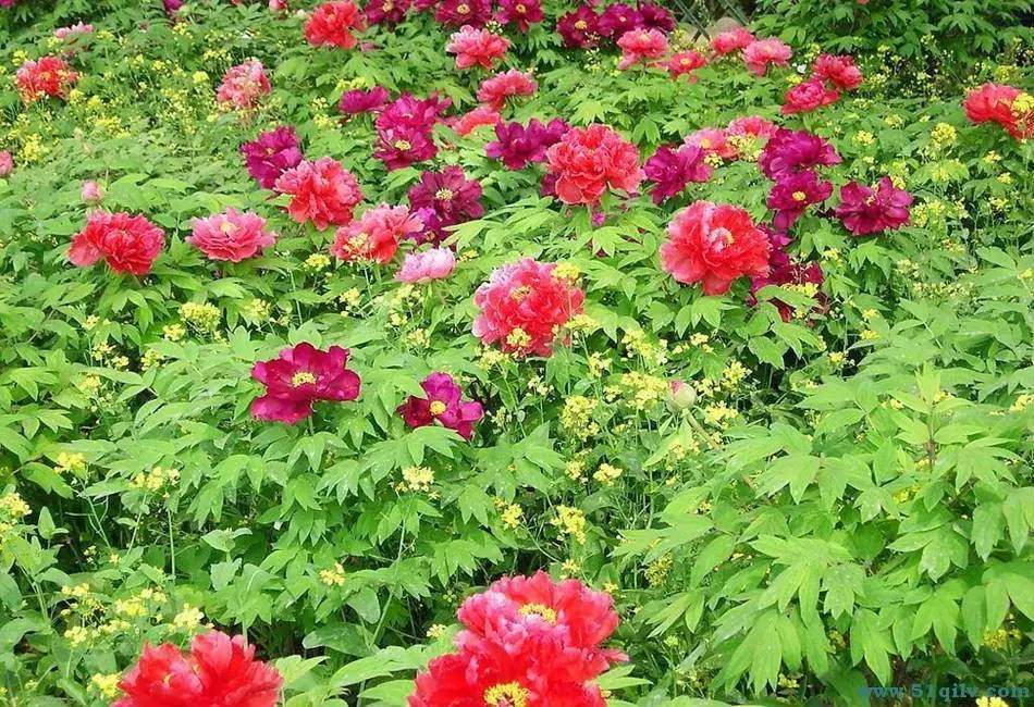 洛阳适合中学生好玩免费景点,洛阳各个景点的介绍