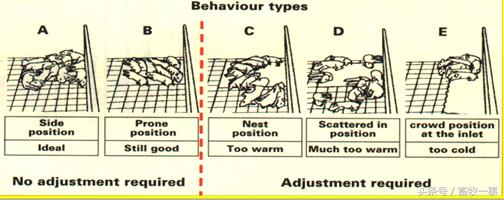 分娩舍环境控制、健康检查