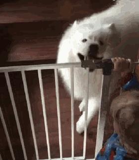 生完宝宝的萨摩,生完宝宝的萨摩耶