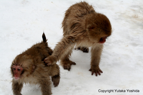 日本猴子泡温泉在哪个温泉,日本猴子泡温泉纪录片