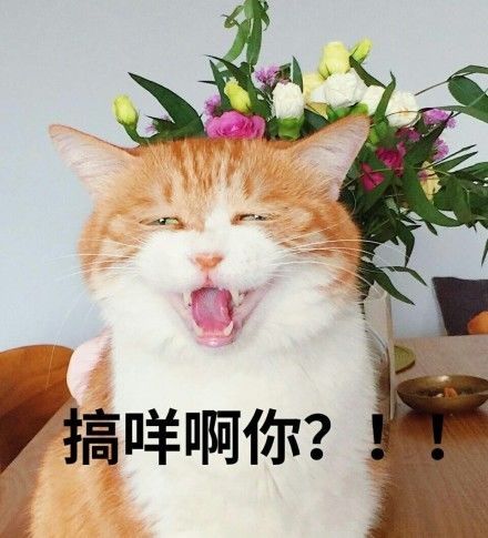 朋克如何养生,朋克养生方式是社会问题吗