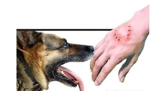 啮齿类动物咬伤需要打狂犬疫苗吗,猫咬伤已打两针疫苗伤口有化脓