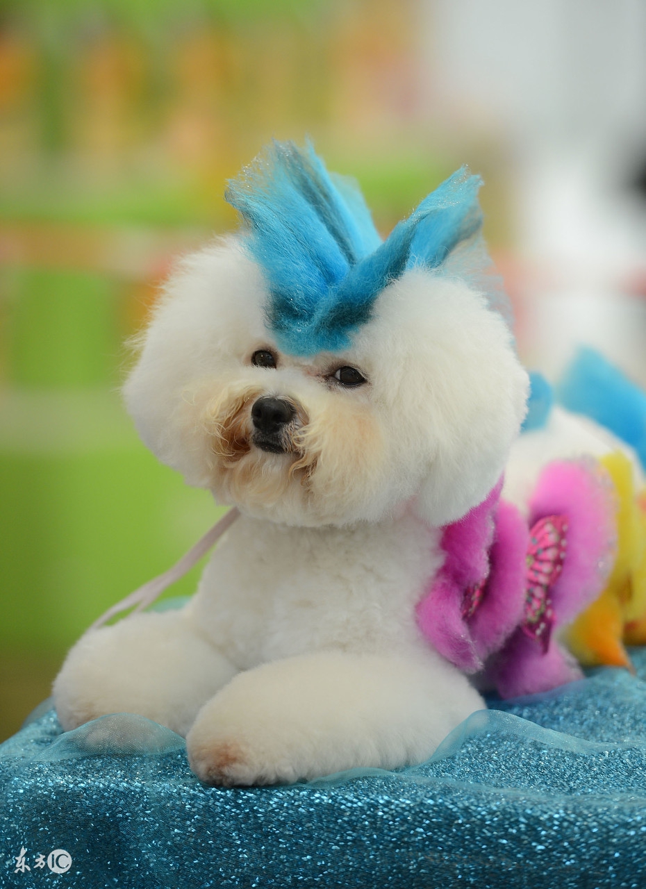 别不可思议，狗狗也有生理期！