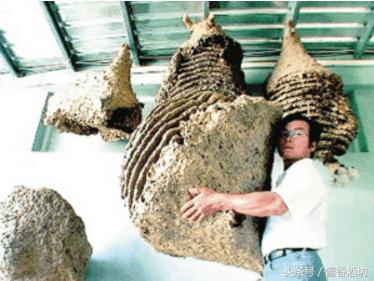 虎头蜂酒的功效与作用及制作方法,泡虎头蜂酒要什么药材