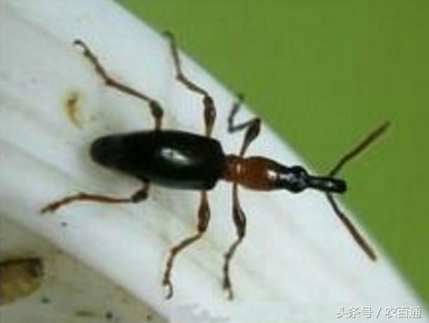 红薯蚁象怎么防治,甘薯蚁象在家怎么去除