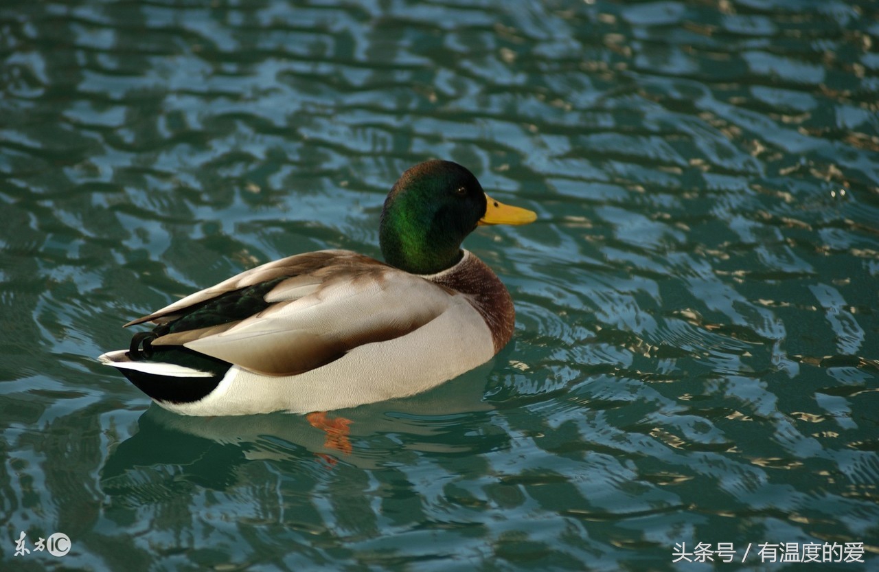 鸡输卵管炎的临床表现及防治方法,蛋鸭输卵管炎主要用什么药