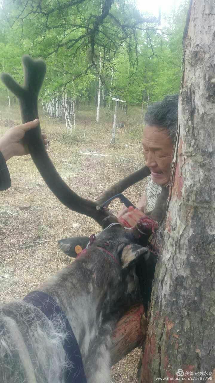 旅游、度假、休闲娱乐为一体的内蒙古根河市敖鲁古雅旅游度假村