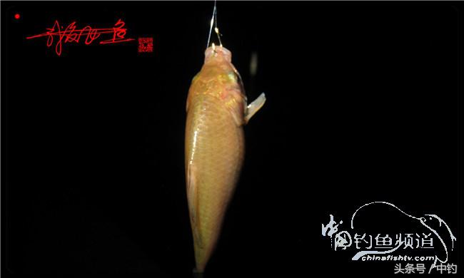 夜钓继续过小瘾，回家煲煲爱心粥