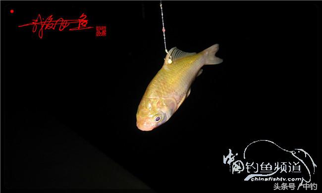 夜钓继续过小瘾，回家煲煲爱心粥