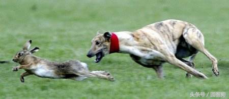 十大黑狗品种灵缇,世界名犬达克斯猎犬