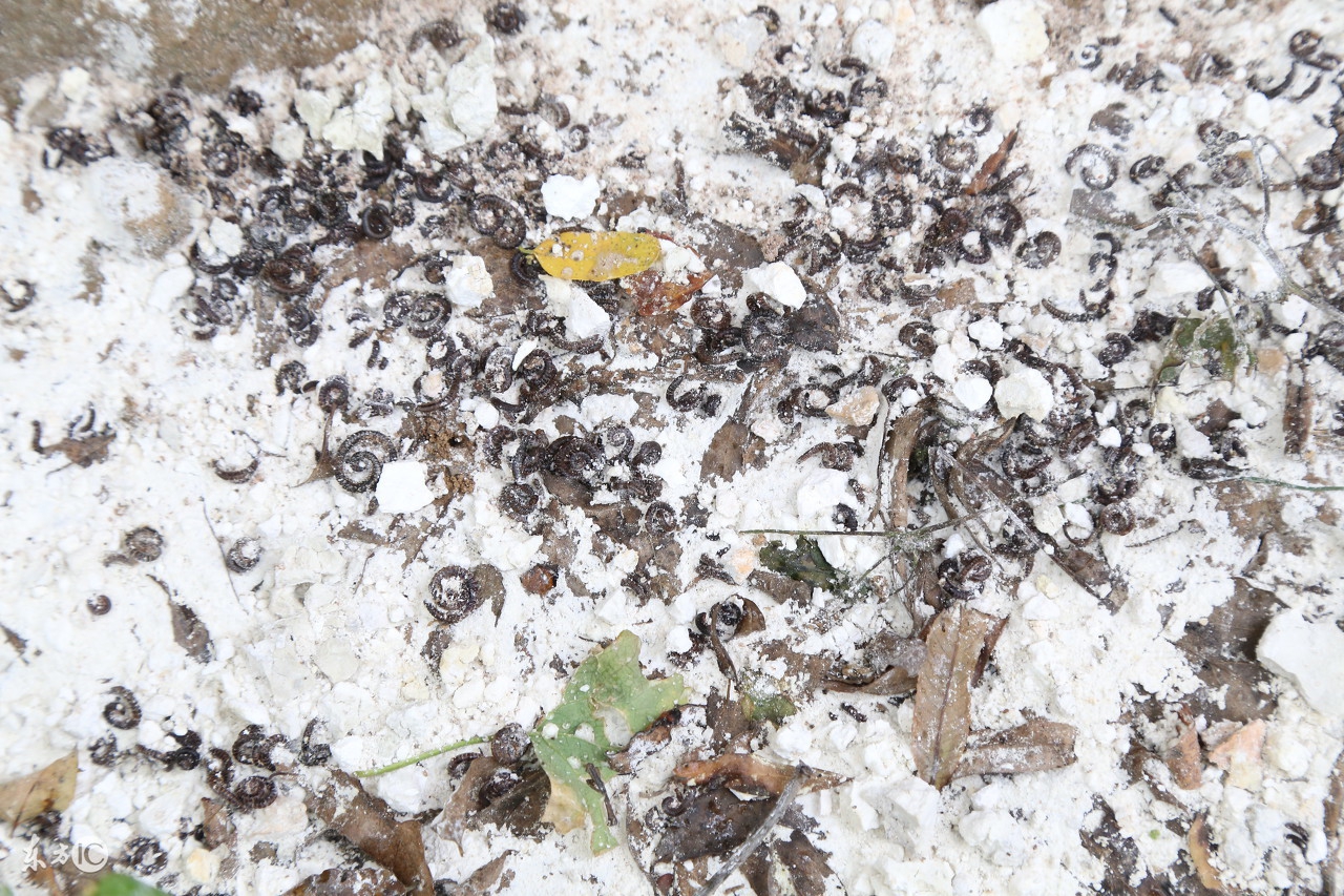 小猪肠胃不好总拉稀怎么办,整窝猪都在拉稀要怎么治疗