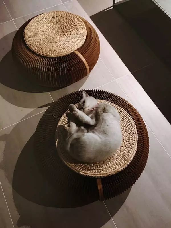 最红的网红淘宝店主,上海网红淘宝店主