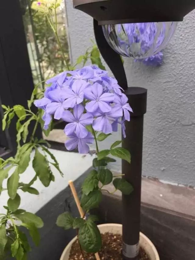 最红的网红淘宝店主,上海网红淘宝店主