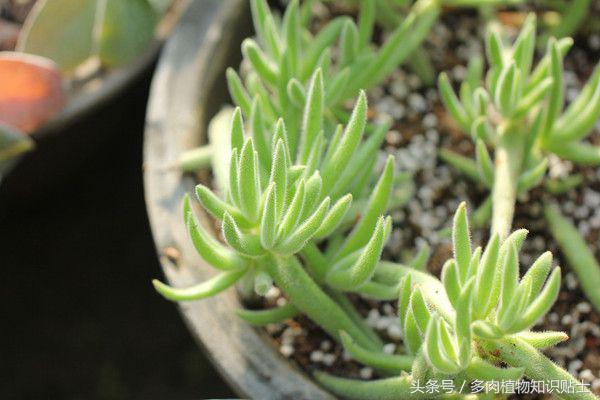 多肉植物不红了怎么回事,多肉植物不知道怎么养看这里