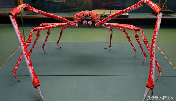 螃蟹知识,螃蟹科普小知识