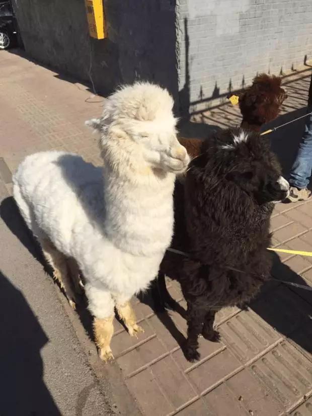 人生第一个奢侈品应该买什么,人生最昂贵的十大奢侈品