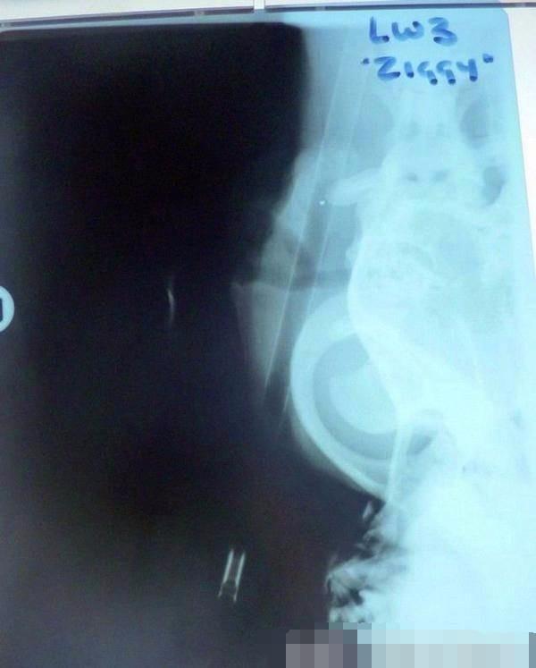 流浪狗被箭射穿后续救助人,流浪狗被箭射伤后续