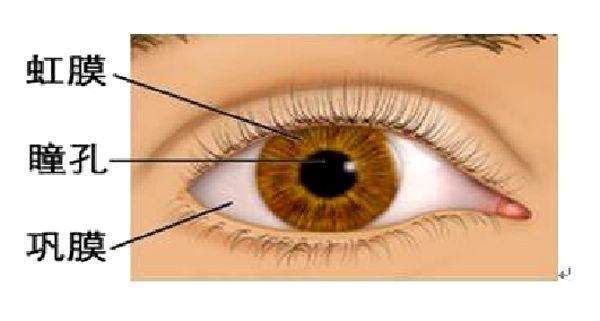 眼球凸出眼睛是变大还是变小,眼球正常是凸出来多少