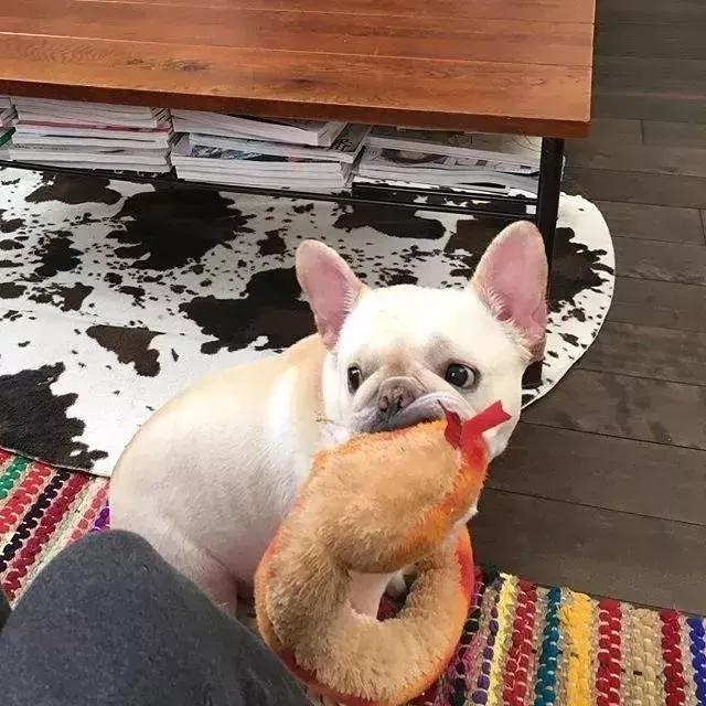 怎样训练斗牛犬上厕所,怎样训练斗牛犬去厕所拉屎