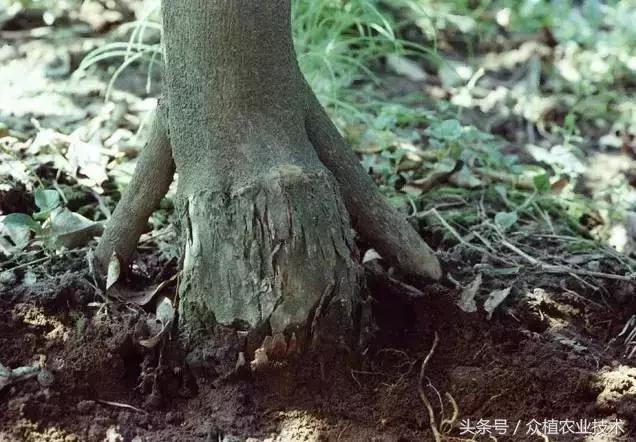 柑橘脚腐病和裂皮病区别,柑橘裂皮病树挖了重栽会传染吗