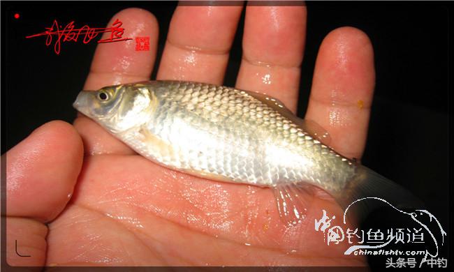 夜钓继续过小瘾，回家煲煲爱心粥