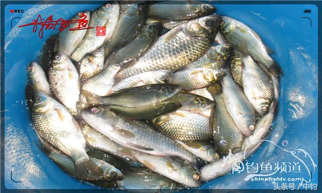 夜钓继续过小瘾，回家煲煲爱心粥