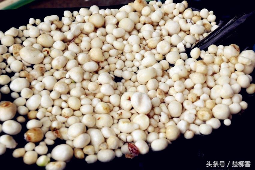 昔日农民讨厌的杂草，如今却成为致富的金宝贝，亩收入上万元！