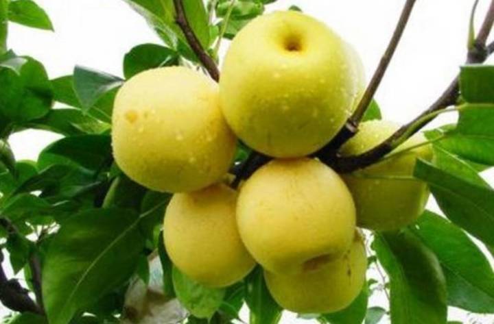 下半夜咳嗽吃什么食物能止咳,小孩咳嗽止咳化痰的食物