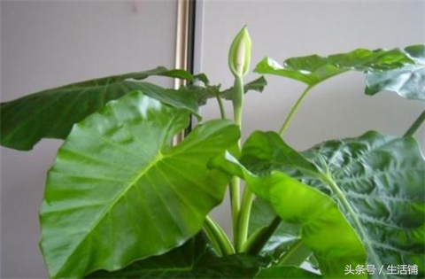 滴水观音老桩烂根如何处理,滴水观音一直烂根怎么回事