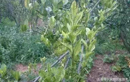 柑橘脚腐病和裂皮病区别,柑橘裂皮病树挖了重栽会传染吗