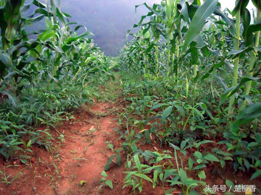 昔日农民讨厌的杂草，如今却成为致富的金宝贝，亩收入上万元！