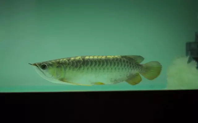 龙鱼鳍尾修复,龙鱼过背成长视频