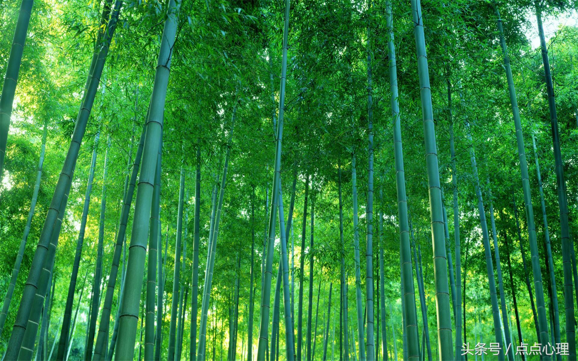 绿色性格,绿色性格人