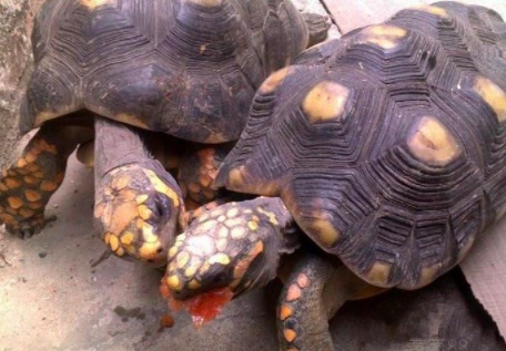 苏卡达陆龟拉屎臭怎么解决,陆龟粪便臭吗