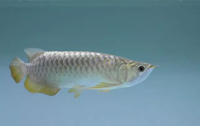 龙鱼鳍尾修复,龙鱼过背成长视频