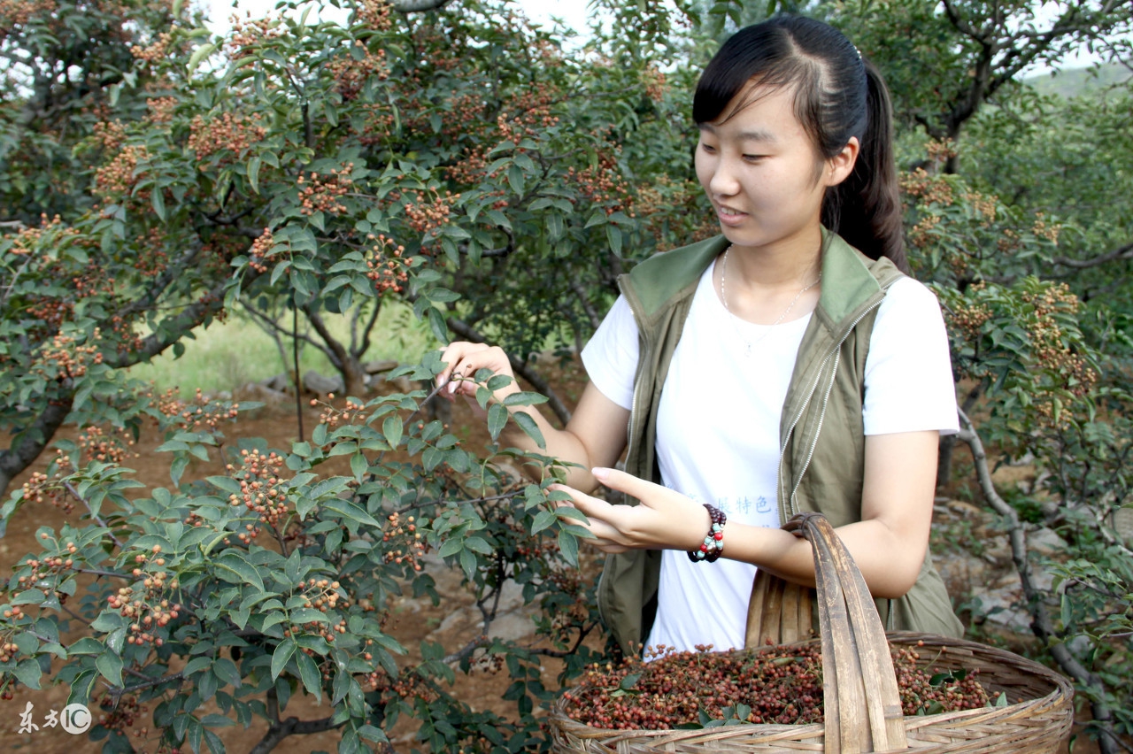 花椒作为中药具有的十大功效，你了解多少