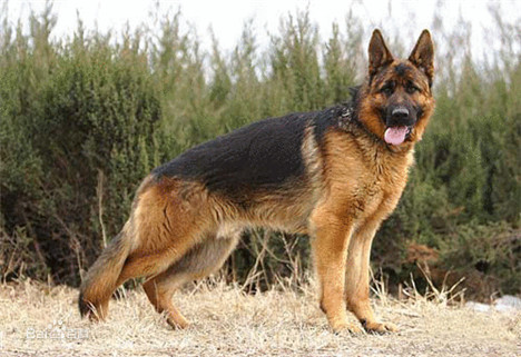 德国牧羊犬锤系和赛系的区别,德国牧羊犬幼犬挑选视频