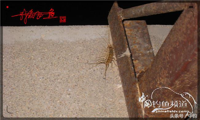 夜钓继续过小瘾，回家煲煲爱心粥