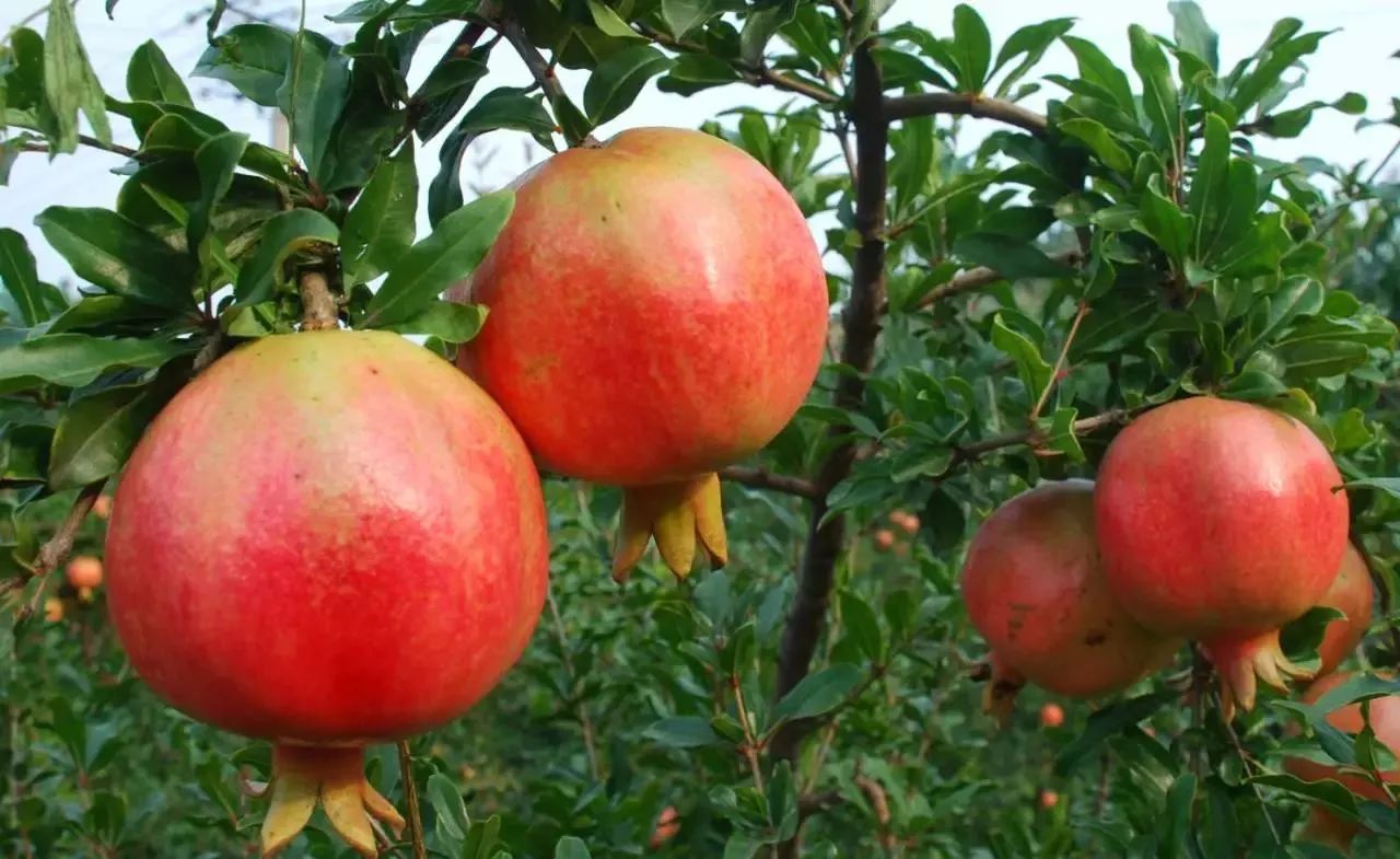 下半夜咳嗽吃什么食物能止咳,小孩咳嗽止咳化痰的食物